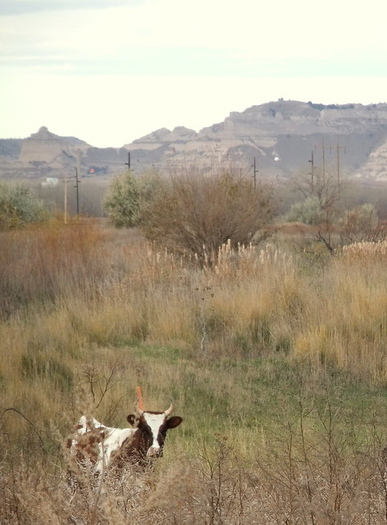 grass-fed beef from Meadow Hearth